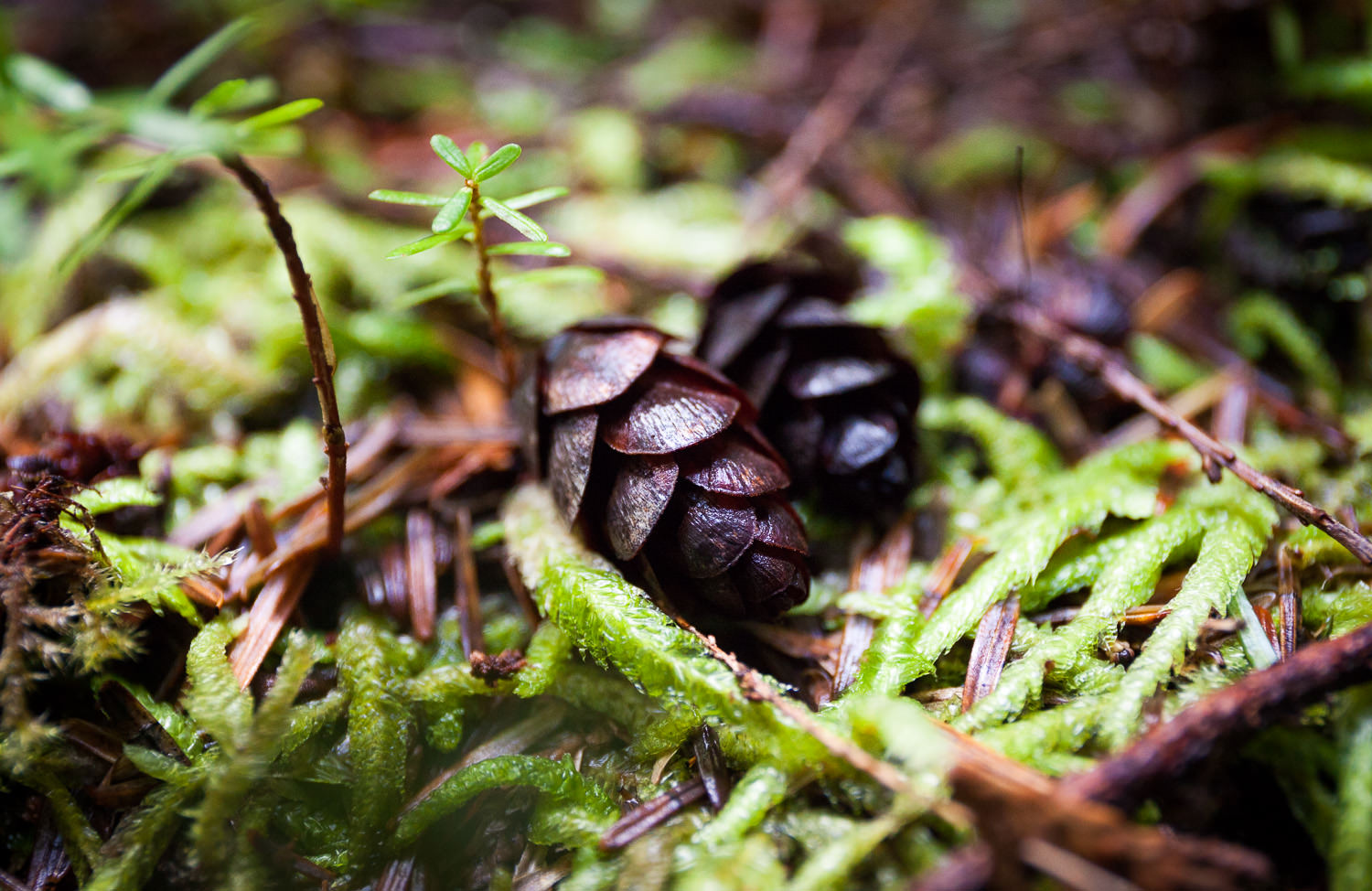 Directions to Avatar Grove Ancient Forest Alliance