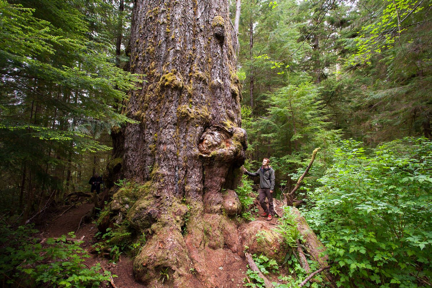 Logging near the largest Douglas fir in the world angers ...
 Douglas Fir Forest