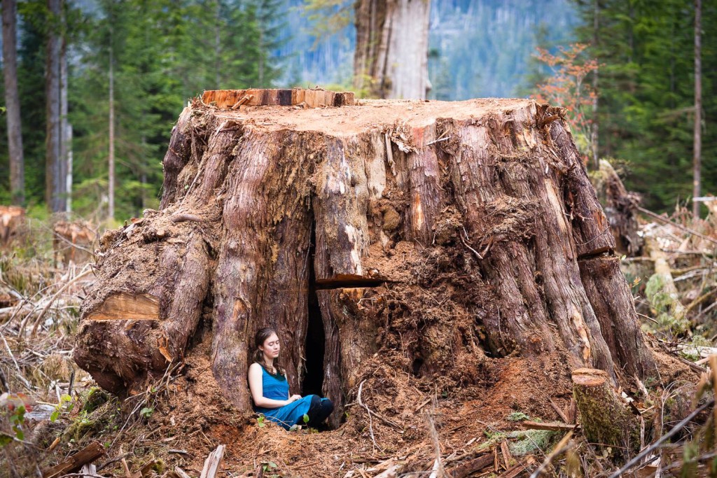Giant cedar stump. Klanawa Valley - Vancouver Island, BC.