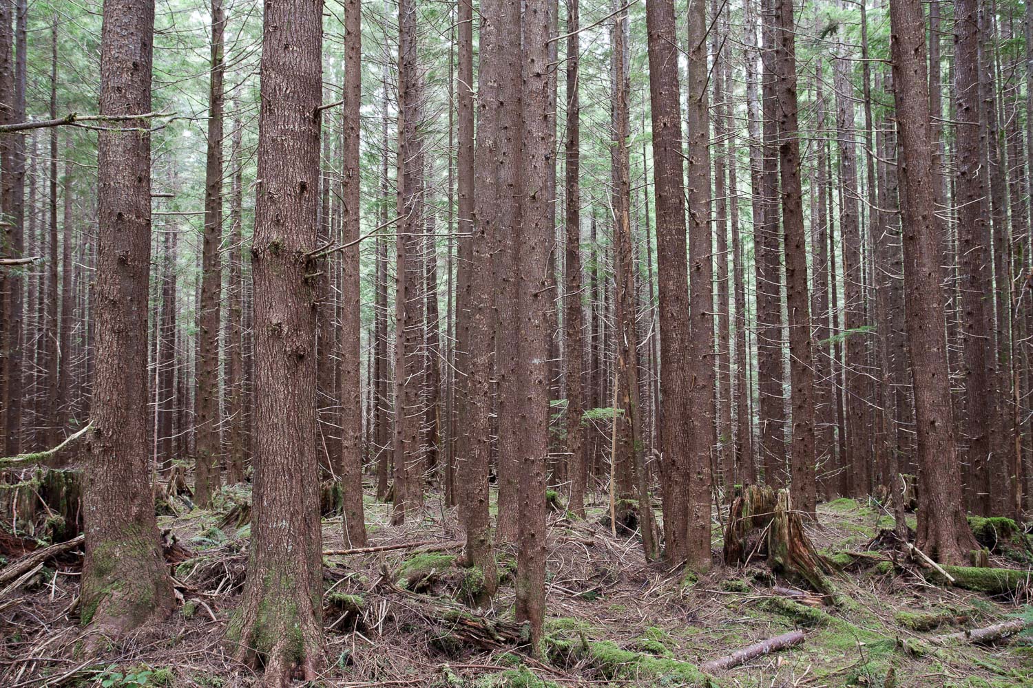 Second growth forest on Vancouver Island.