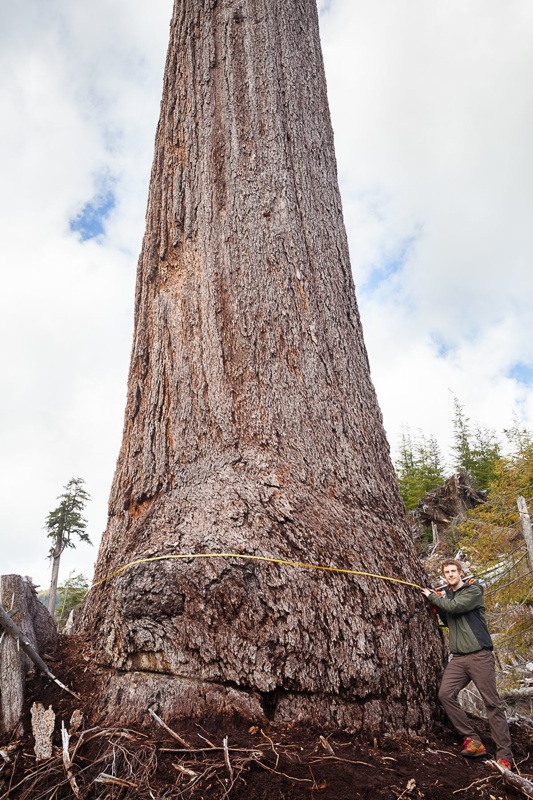 Canada's second largest Douglas Fir tree found in B.C. Ancient Forest