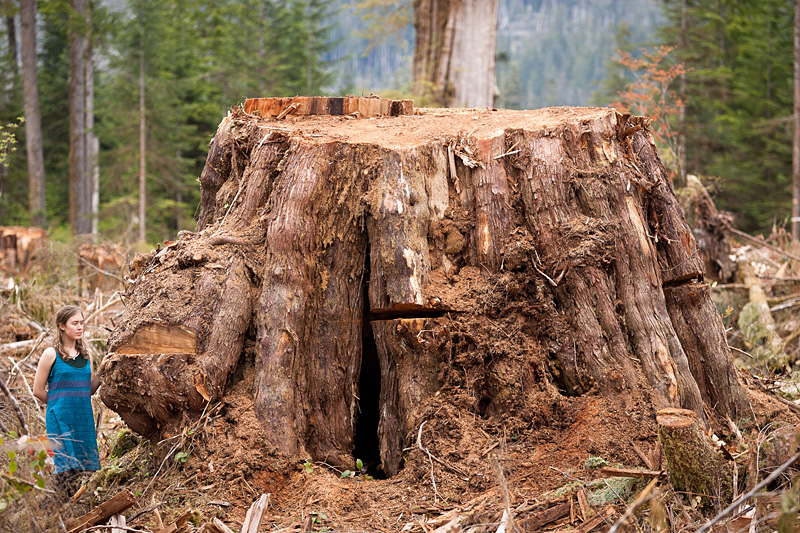 Klanawa_Valley_Redcedar_Stump.jpg